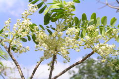 Chloroxylon swietenia